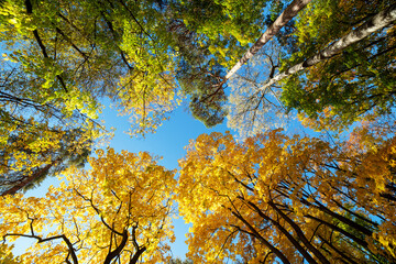 Bottom view of the blue sky and autumn trees.
