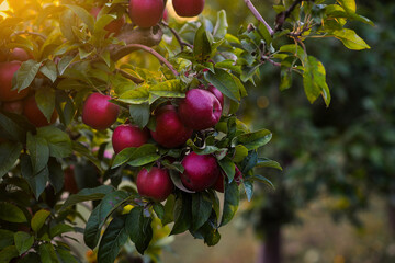 Shiny delicious apples hanging from a tree branch in an apple orchard.