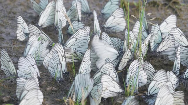 Large clusters of white butterflies on wet soil. Butterflies drink water from the soil and get mineral nutrition. Synoecium Whitethorn butterfly (Pieris crataegi), watering place for stock