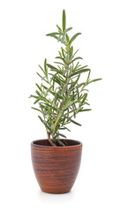 Green rosemary in a pot.