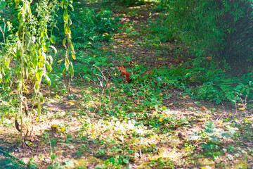 autumn leaves in the park. squirrel in the woods