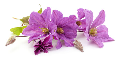 Fototapeta na wymiar Purple clematis and leaves.