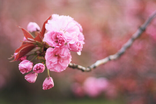 pink blossom in spring