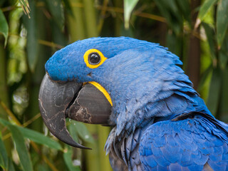Hyazinth Ara, Blauer Ara, Anodorhynchus steht auf der roten Liste © Heiko Köhrer-Wagner