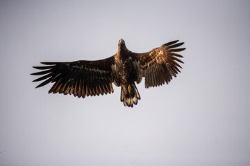 Fototapeta premium Adlerbeobachtungen während einer Adler Safari auf den Lofoten
