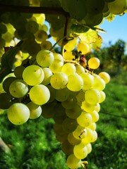 bunch of grapes