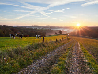 Velbert, Germany. Autumn sunrise in the Bergisches Land region. Grazing cows in the meadow in the morning. Rural landscape.