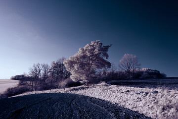 infrared photography - surreal ir photo of landscape with trees under cloudy sky - the art of our...