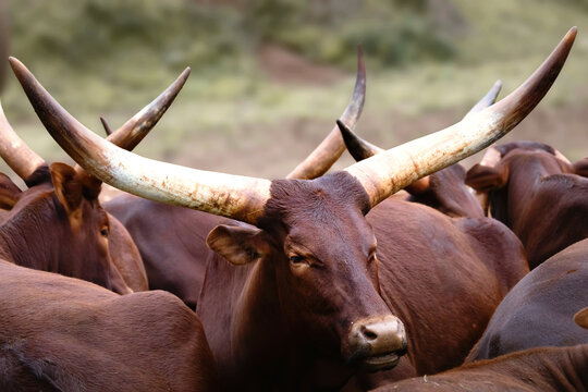 watusi cow with big horns