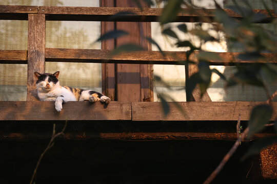 cat on porch