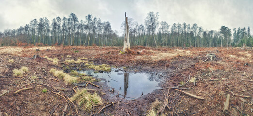 Zniszczony las