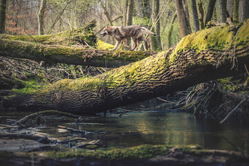 Wilk nad rzeką