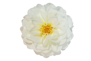 White dahlia blossom with yellow center isolated on white.