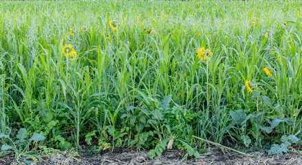 A field of green cover crops on a farm with sunflowers, tillage radish, oats, sudangrass, kale, and...