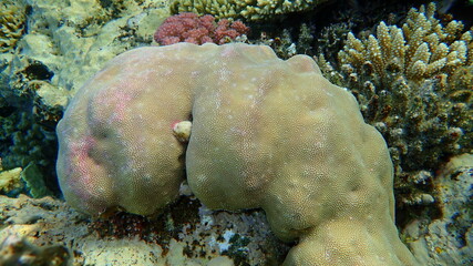 Hump coral (Porites lutea var. or solida var.) with the result of vandal's joke who broke Acropora...