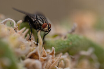 Closeup of a housefly sitting on a plant in the garden
