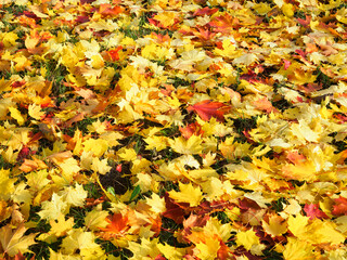 Yellow autum mapple leaves background