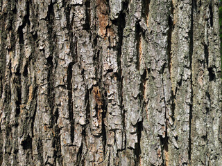 the bark of an old tree