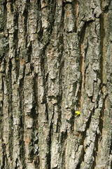 the bark of an old tree