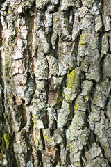 the bark of an old tree