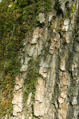 the bark of an old tree