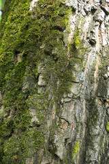 the bark of an old tree