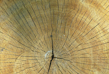 wood ring texture