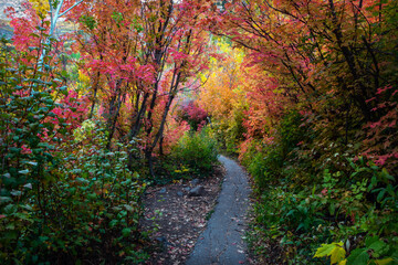 path in an autumnal forest