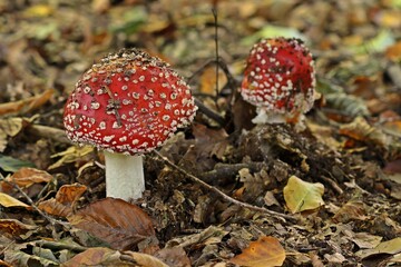  Fliegenpilze (Amanita muscaria).