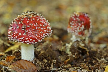  Fliegenpilze (Amanita muscaria).
