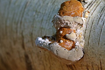 Junger Birkenporling (Fomitopsis betulina) mit Guttation © Schmutzler-Schaub