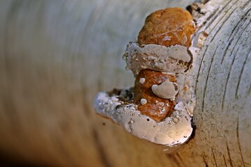 Junger Birkenporling (Fomitopsis betulina) mit Guttation © Schmutzler-Schaub