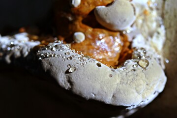 Junger Birkenporling (Fomitopsis betulina) mit Guttation © Schmutzler-Schaub