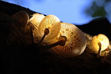 Buchen-Schleimrüblinge (Oudemansiella mucida) von unten.im Lichtstrahl