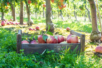 Holzkiste voller frischer Äpfel stehend auf Rasen in einer Apfelplantage