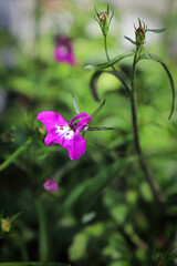 Closeup of pink lobelia tobacco flowers blooming