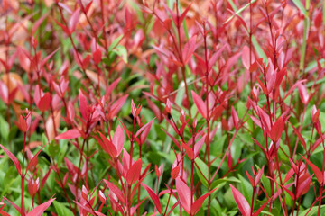 background image of young saplings of trees with red color.
