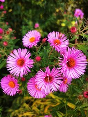 Fototapeta premium flowers in the garden