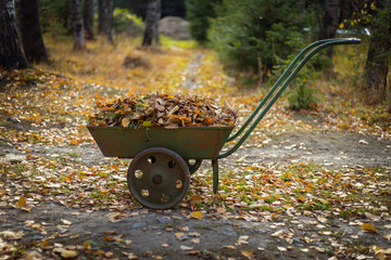 fallen leaves in a wheelbarrow