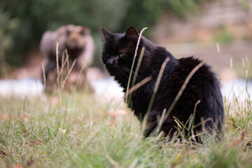 A beautiful black cat in tall green grass and a cat on a log in the background