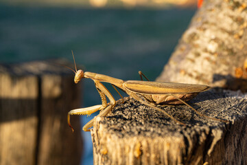 Mantis religiosa