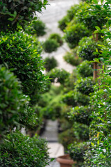 Focus on nature garden trees in green