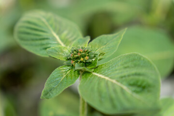 Focus on nature garden leaves in green