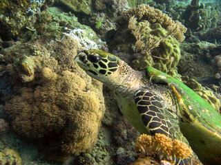 Sea Turtle (Chelonia) in the filipino sea December 20, 2009