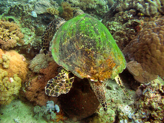 Sea Turtle (Chelonia) in the filipino sea December 20, 2009