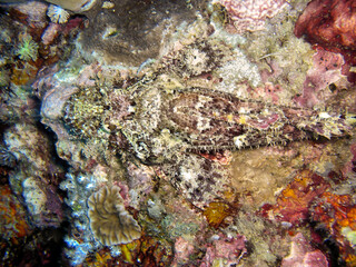 Fototapeta na wymiar Tasseled Scorpionfish (Scorpaenopsis Oxycephala) in the filipino sea December 28, 2009