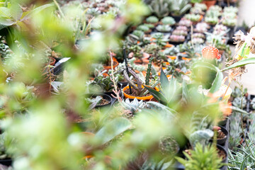 Focus on summer garden. Garden with fresh plants, flowers, bushes and trees.