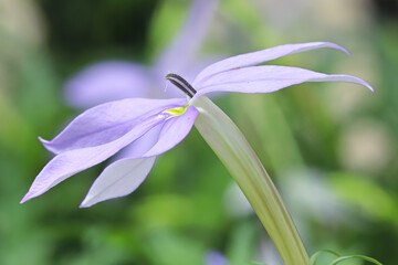 Side view of a Istoma flower blooming in spring