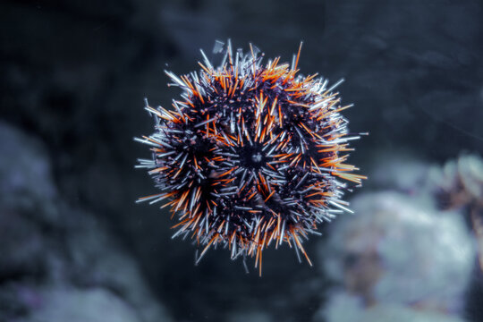 Sea urchin