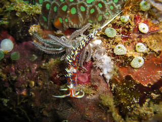 Sea Slug or Nudibranch (Rubrolineata) in the filipino sea February 21, 2010